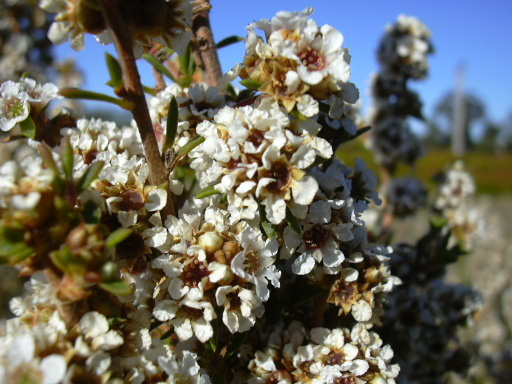 Agonis fragrans